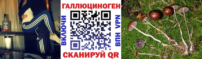 Псилоцибиновые грибы Cubensis  где продают наркотики  Данилов 